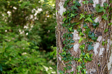 Ivy growing up a beautiful tree with a shallow depth of field and space for text. 