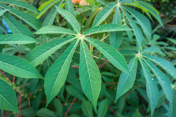 Leaves of cassava plant. Cassava rich source of food carbohydrates in the tropics after rice and maize.
