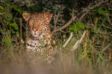 Leopard hiding in the bushes in the Kalahari.