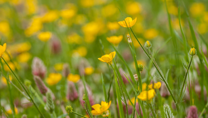 wild field flowers on green grass background