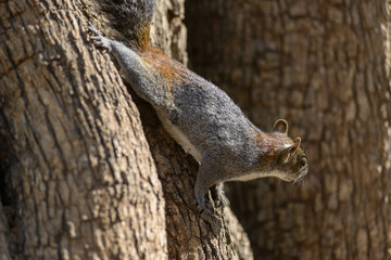 Ardilla trepada en un arbol