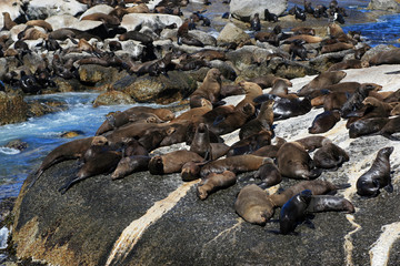 Brown fur seal, Seal Island, South Africa