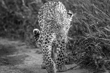Leopard walking towards the camera.
