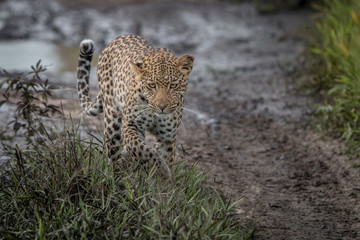 Leopard walking towards the camera.