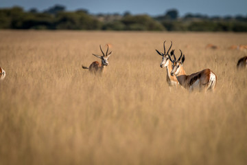Herd of Springboks standing in the high grass.