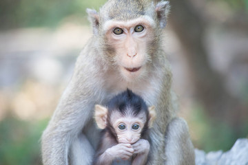 Fototapeta premium 可愛いサル