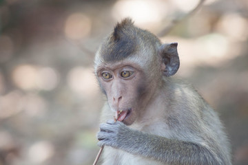 可愛いサル