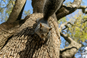 Ardilla trepada en un arbol
