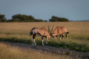 Two Gemsbok fighting in the grass.