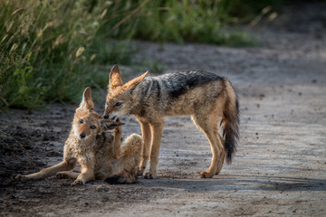 Two Black-backed jackals bonding.