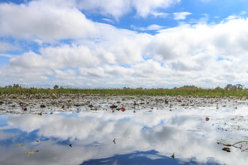 Picture of the landscape in the Okavango delta.