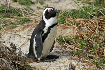 African penguin, Cape town, South Africa
