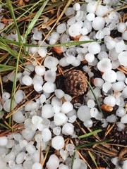 Pine cone and Hail