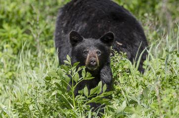 Adorable black bear cub with mum behind