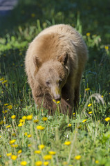 Cinnamon-coloured black bear eating dandelions