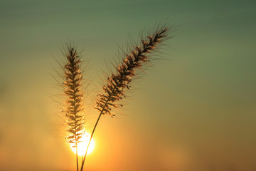 Abstract soft blurred and soft focus silhouette the sunset with the desho grass, desho,Paragrass, buffalograss, panicum grass,Brachiaria mutica, grass. By the beam, light and lens flare effect tone