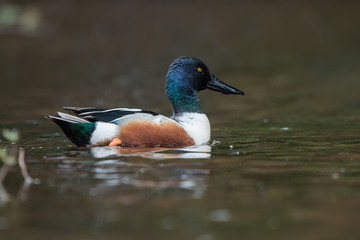 Northern Shoveler, Shoveler, Anas clypeata
