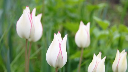weisse tulpen mit roten streifen © PanoramaJoe