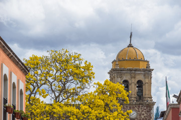 arbol con catedral de tequila