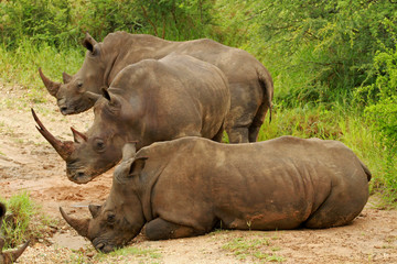 Fototapeta premium White rhinoceros, Kruger National Park, South Africa