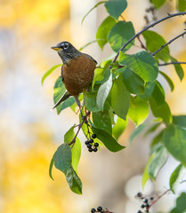 American Robin