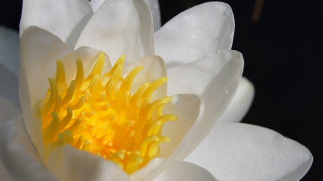 seerose