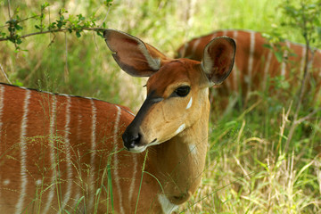 Nyala, Kruger National Park, South Africa