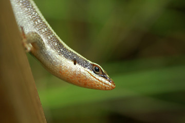 African striped skink, Kruger National Park, South Africa