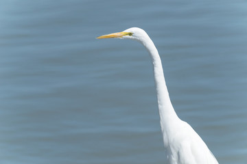 garza en lago de chapala