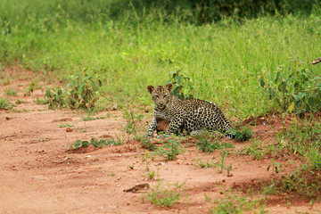 Young leopard, Kruger National Park, South Africa