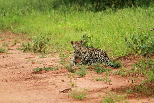 "Young Leopard" Images – Browse 60 Stock Photos, Vectors, and Video