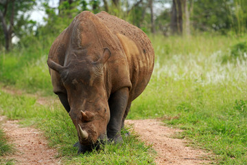 Fototapeta premium White rhinoceros, Kruger National Park, South Africa