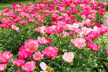 Fototapeta premium Blooming pink peony flowers in garden.
