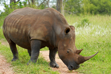 Obraz premium White rhinoceros, Kruger National Park, South Africa