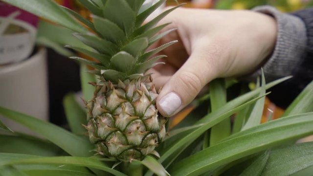 Closeup Of Female Hand Touching Tiny Pineapple Growing On Plant In An Amsterdam Market