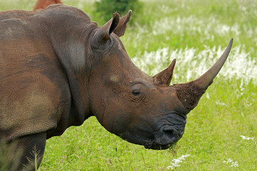 Obraz premium White rhinoceros, Kruger National Park, South Africa