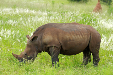 White rhinoceros, Kruger National Park, South Africa