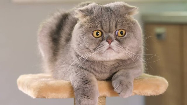 Animal portrait of Scottish Fold cat with a wide range of emotions
