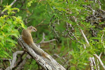Tree squirrel, Kruger National Park, South Africa