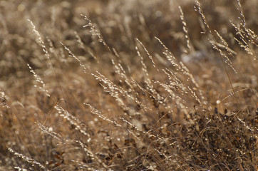 Fototapeta premium Back-lit dried grass in golden colours. Glenbow Ranch Provincial Park, near Calgary, Alberta, Canada
