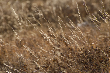 Back-lit dried grass in golden colours. Glenbow Ranch Provincial Park, near Calgary, Alberta, Canada