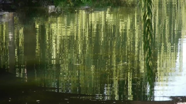 willow reflection in lake,moving water waves.
