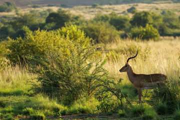 Impala, Pilanesberg National Park, South Africa