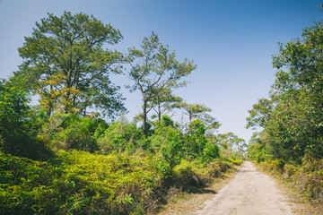 Fototapeta na wymiar A dirt road with pine forest and fern in Phu Kradung, Thailand.