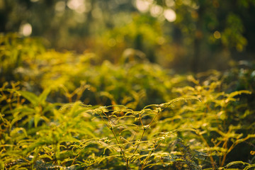 Fern leaves with sunset scene.