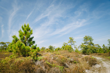 A dirt road with pine forest and fern in Phu Kradung, Thailand.