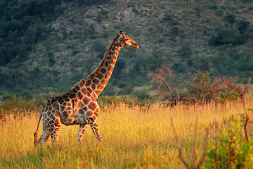 Naklejka premium Żyrafa południowoafrykańska, Park Narodowy Pilanesberg, RPA