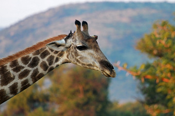 South African giraffe, Pilanesberg National Park, South Africa