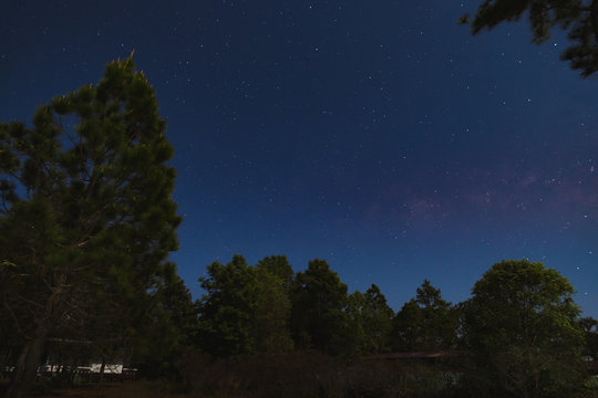 Dark blue sky with many stars over the pine trees in the forest.
