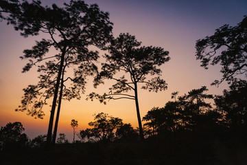 The twilight scene with Pine forest in Phu Kradueng National Park, Thailand.
